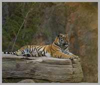 Ranthambore National Park